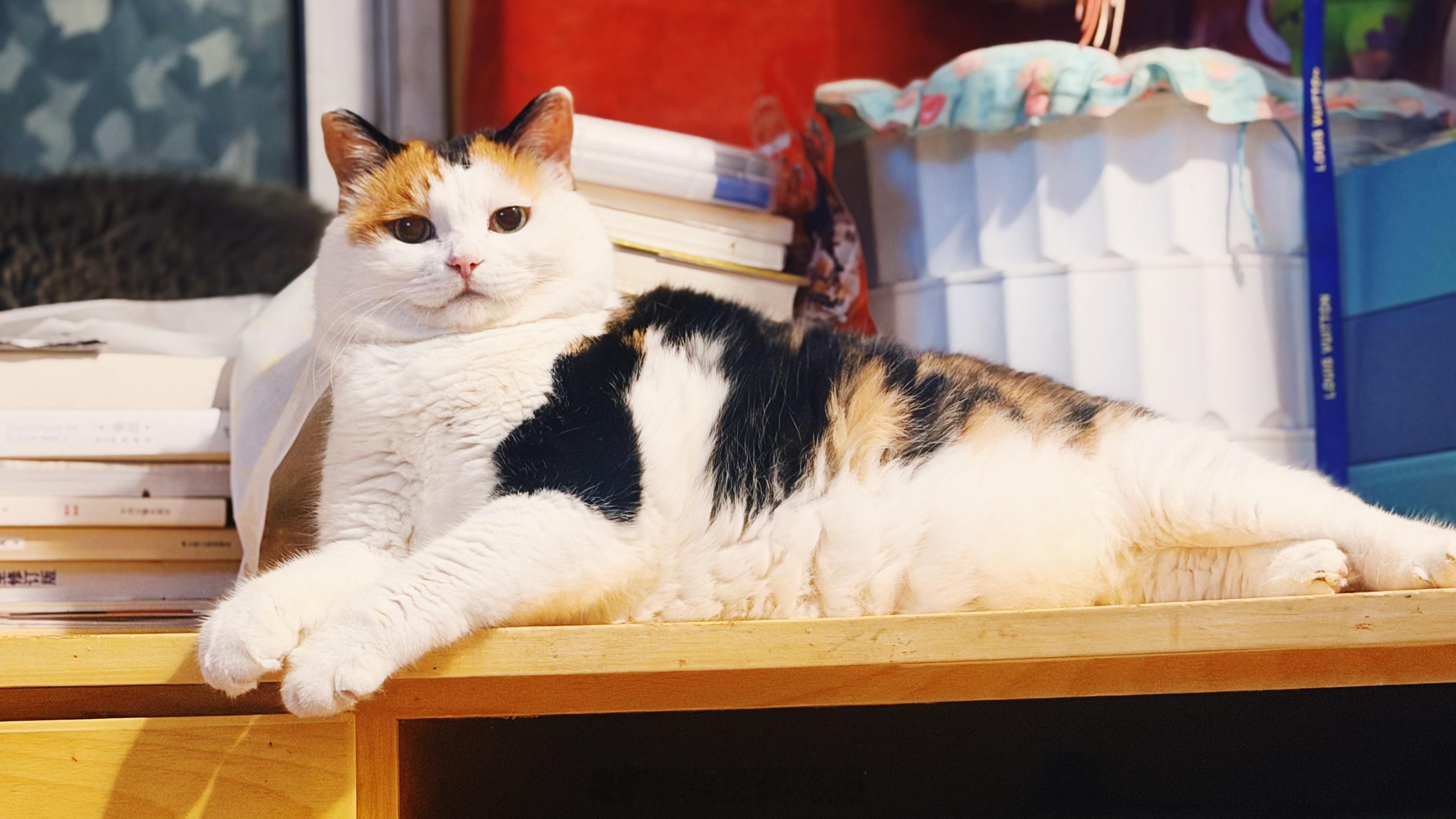 我的大花妞怎么可以漂亮成这样！！！！我爱三花猫