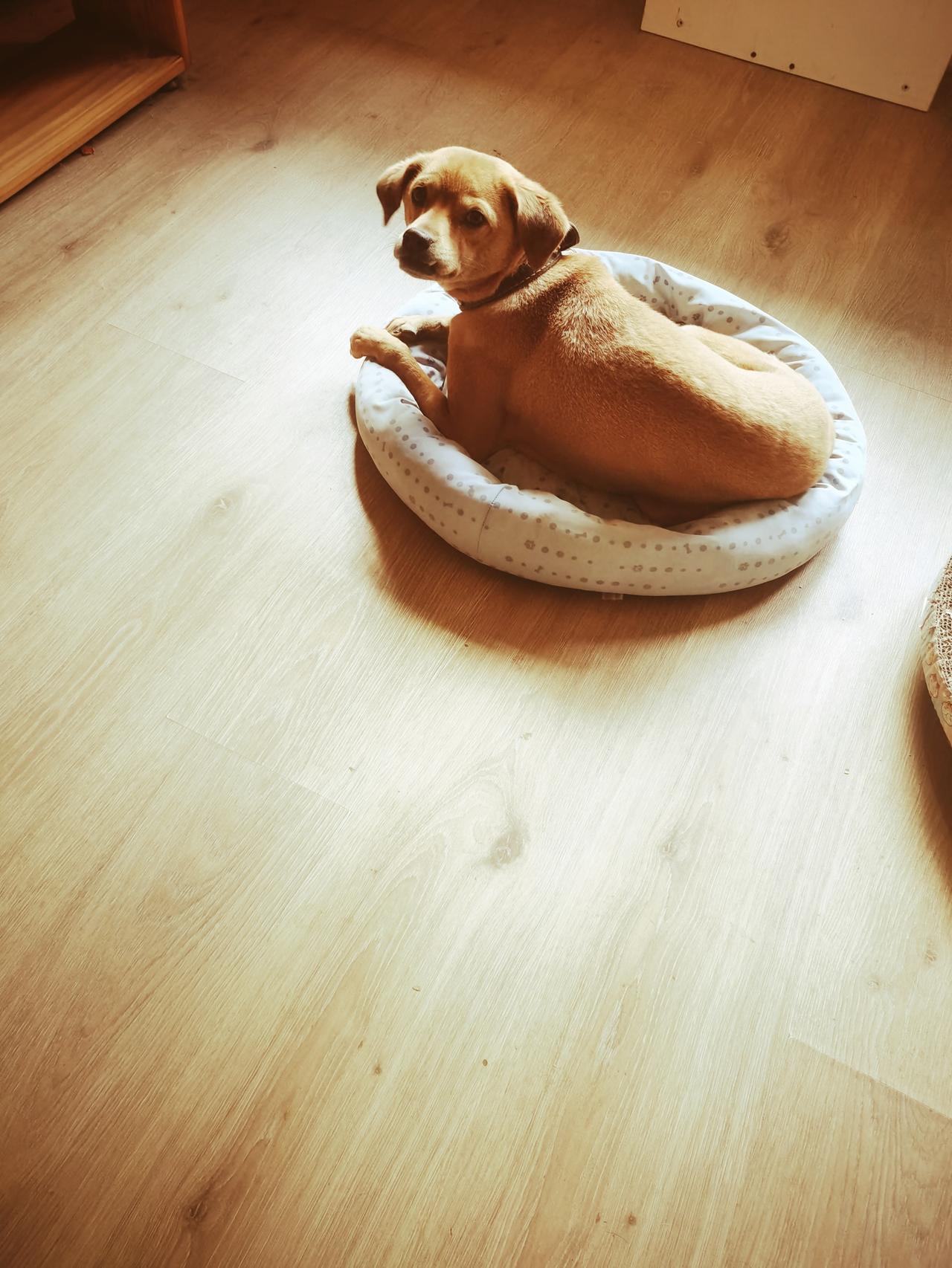 你家狗狗是不是这样的？一犯错误，就往狗窝里跑。进了窝我就拿它没办法了，