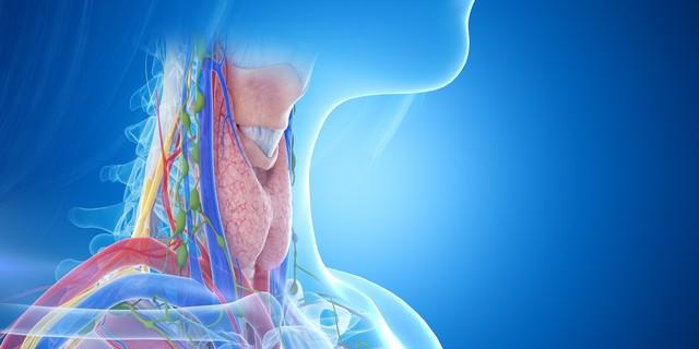 我国超2亿人患甲状腺病？世卫组织：停止食用6物，保护甲功甲状腺在身体里虽然不