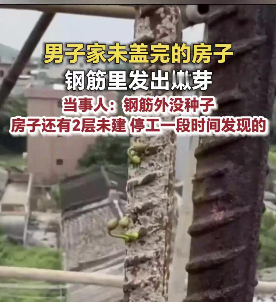 广东揭阳一栋停工大半年的自建房，钢筋缝隙里竟冒出了几簇嫩绿的小苗。房主自己都看懵