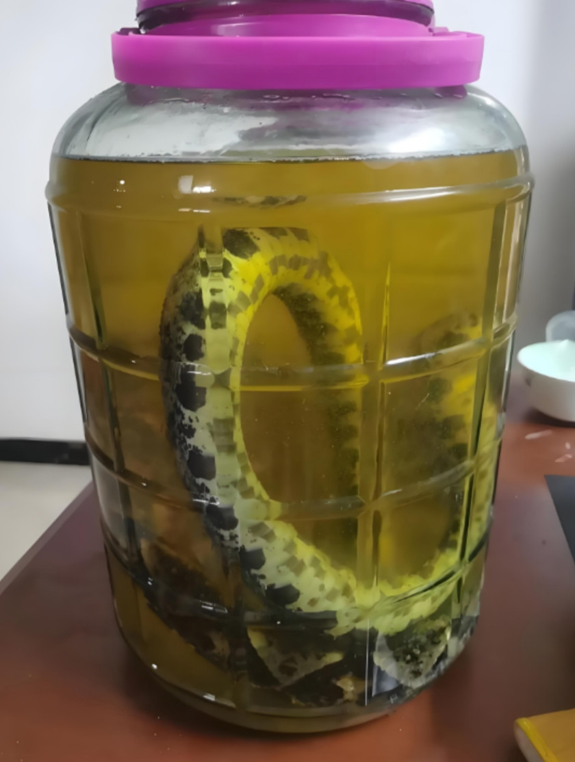 “这下后悔了吧！”浙江杭州，一老人听说五步蛇能治病，就想抓一条来泡药酒，好不容易