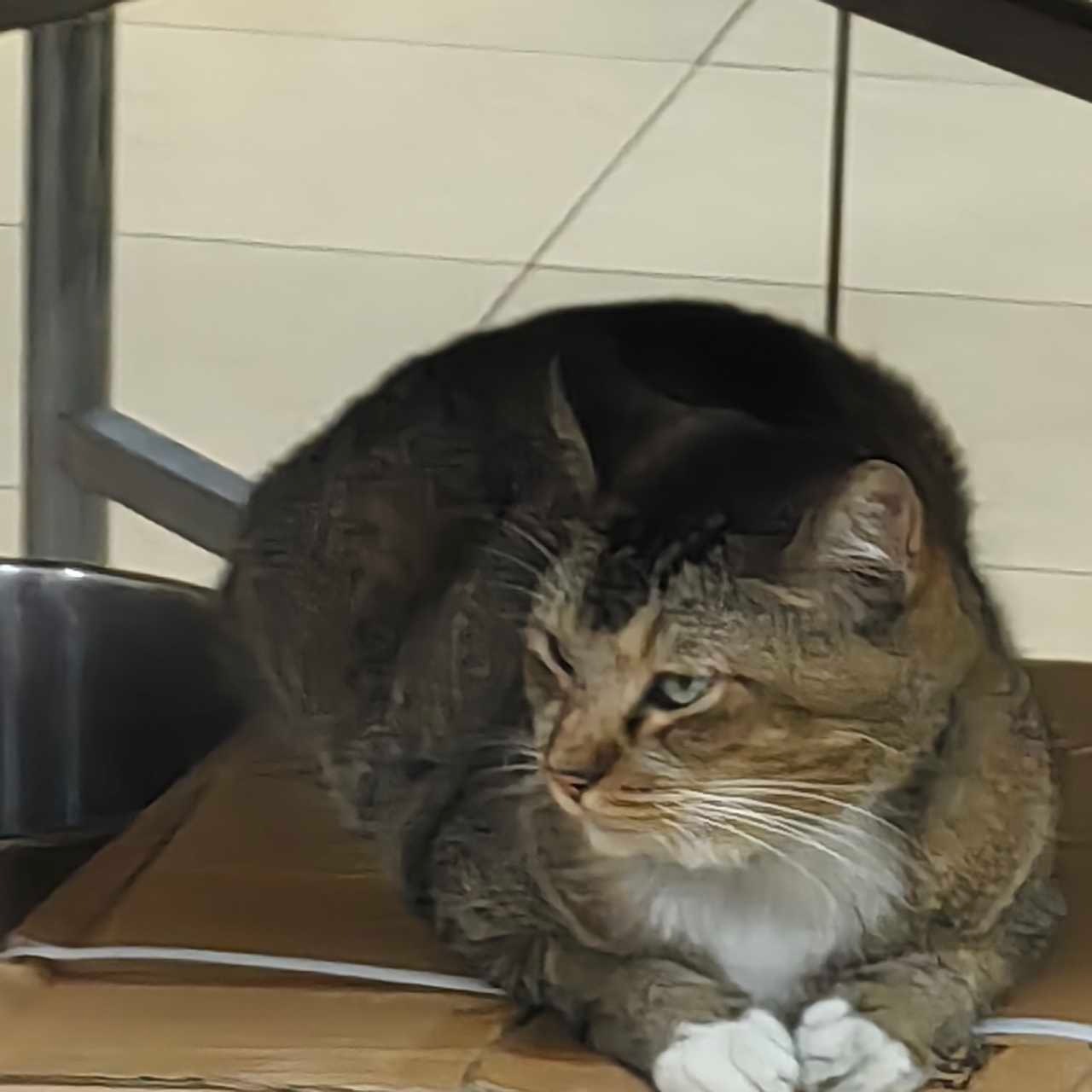 14619只狸饭店里的大屁屁猫