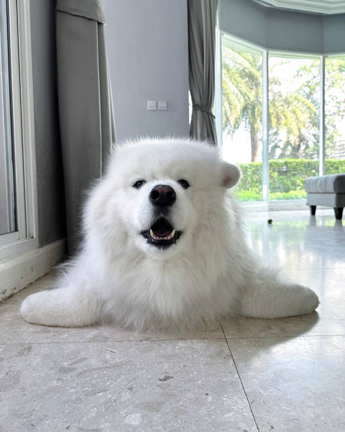 正在cos海豹的萨摩耶​​​