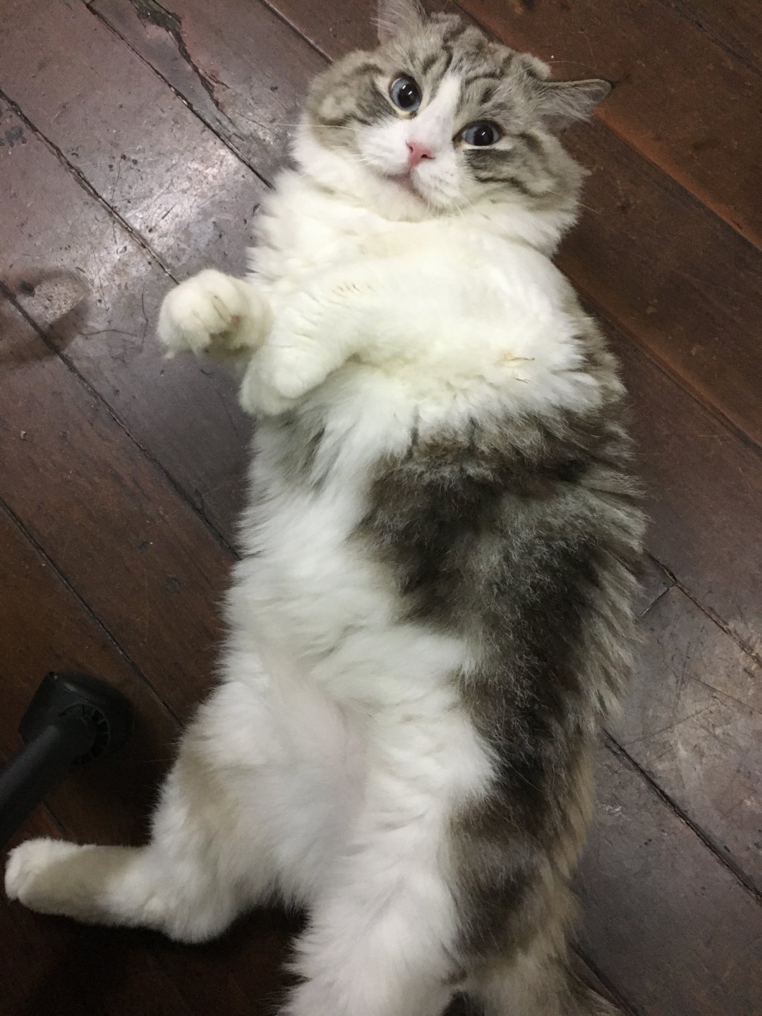 咪咪咪咪₍˄·͈༝·͈˄*₎੭
