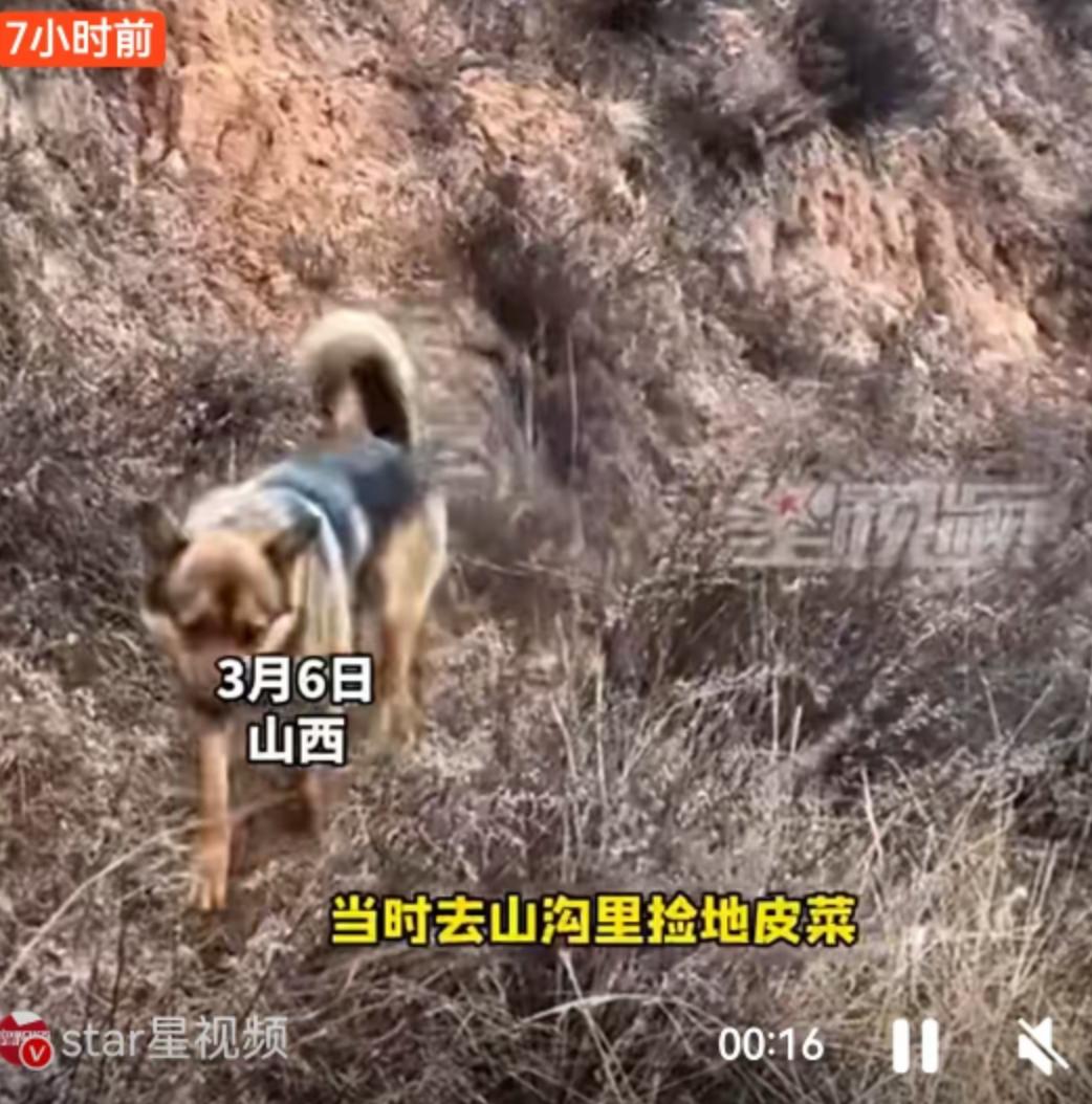 3月6日，山西的山沟里还透着几分初春的寒意。一位女子独自进山捡地皮菜，这本是不少