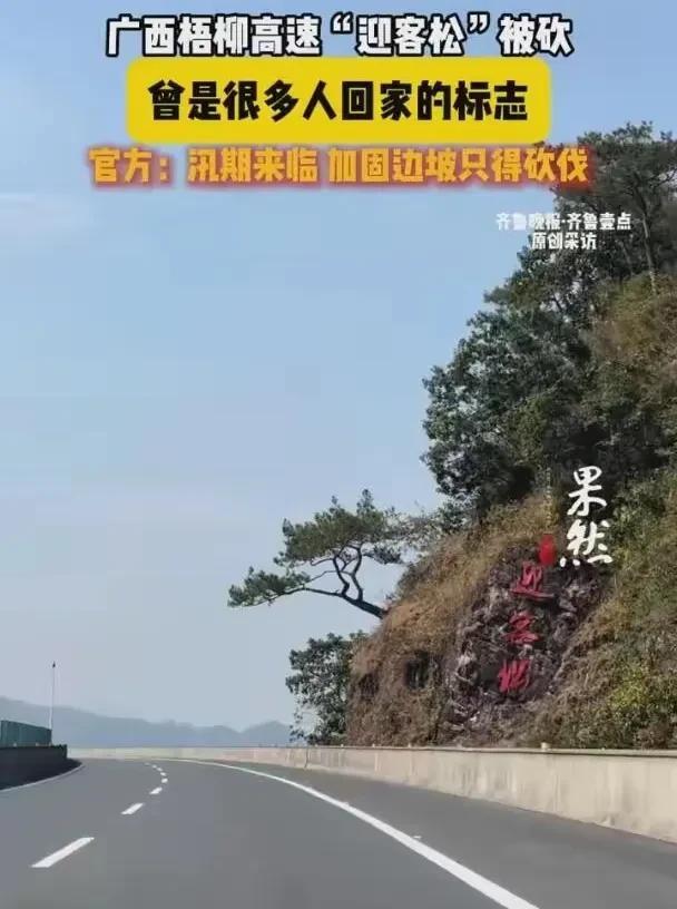 广西高速“迎客松”消失！安全刀砍断乡愁树，万人心碎隧道口花凤隧道出口处，那棵曾