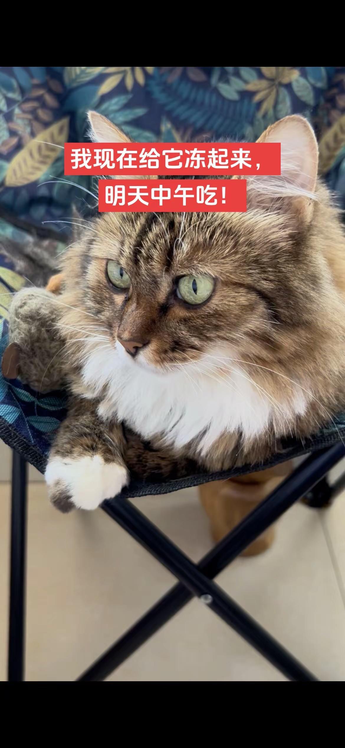 我现在就给它冻起来，明天中午吃😂😂猫咪的迷惑行为