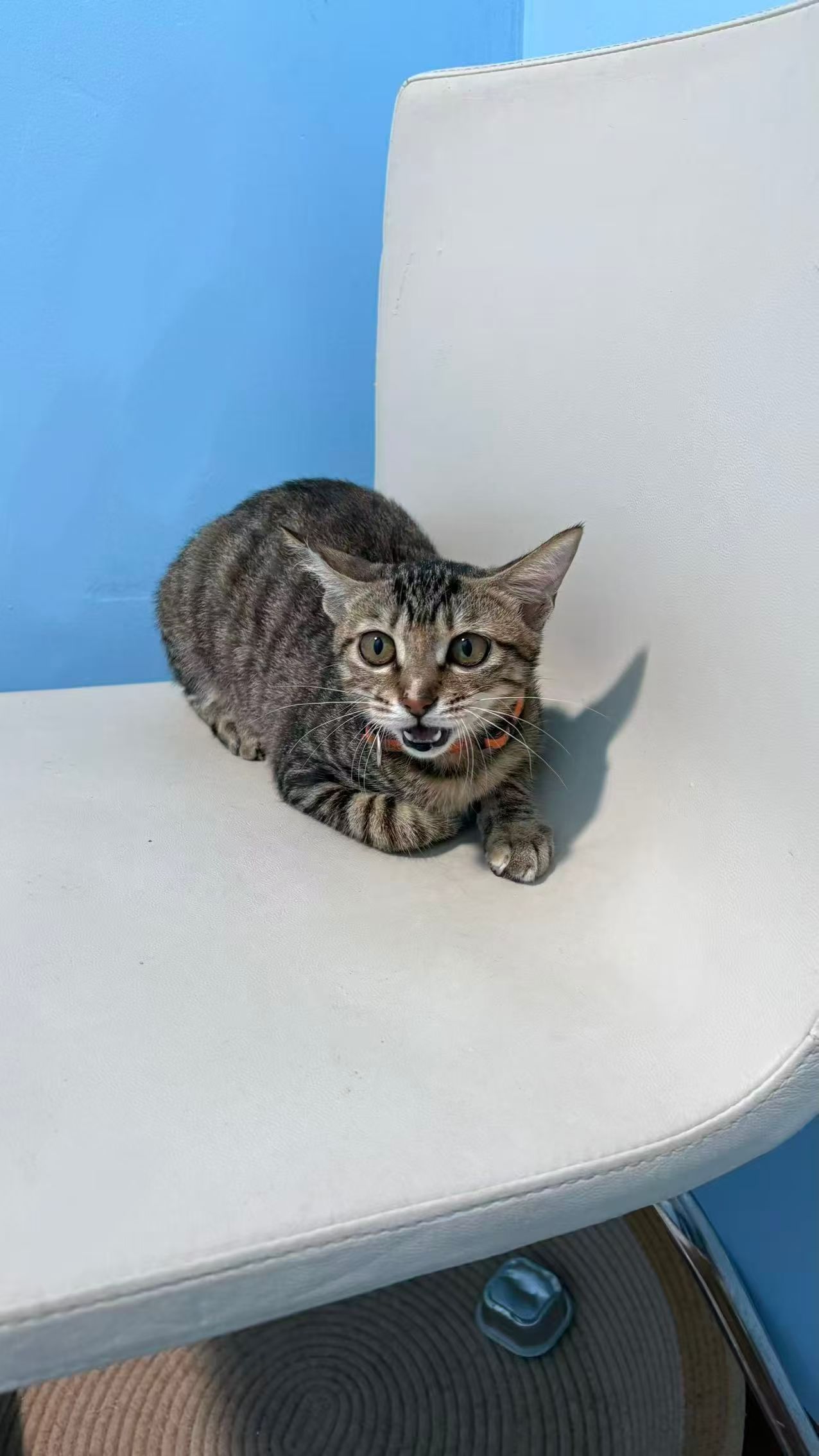 麻酱:我也是经历了如此多的磨难的小猫咪呢。深圳领养猫咪