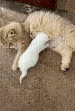 母猫：人类，把你的爪子拿开。