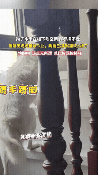 辽宁一户人家里，本来躺在地上吹空调、睡得四仰八叉的狗子，突然耳朵一竖，连滚带爬地