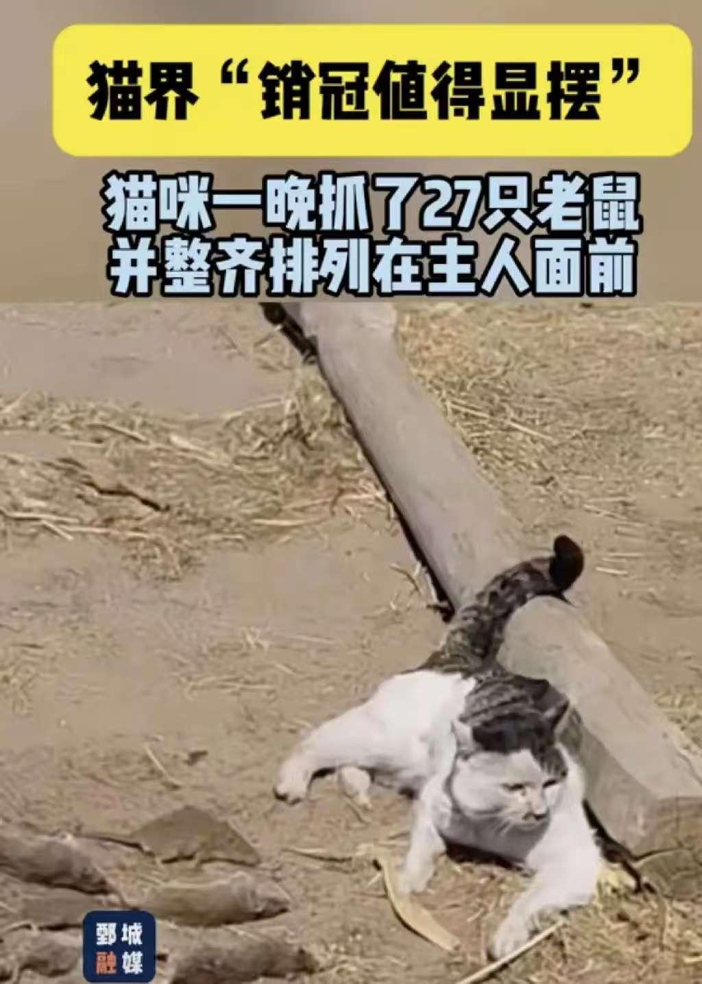 我嘞个“捕鼠狂喵”！最近内蒙古的一只“哈基米”出圈了。在当今喵星人普遍安于现状、