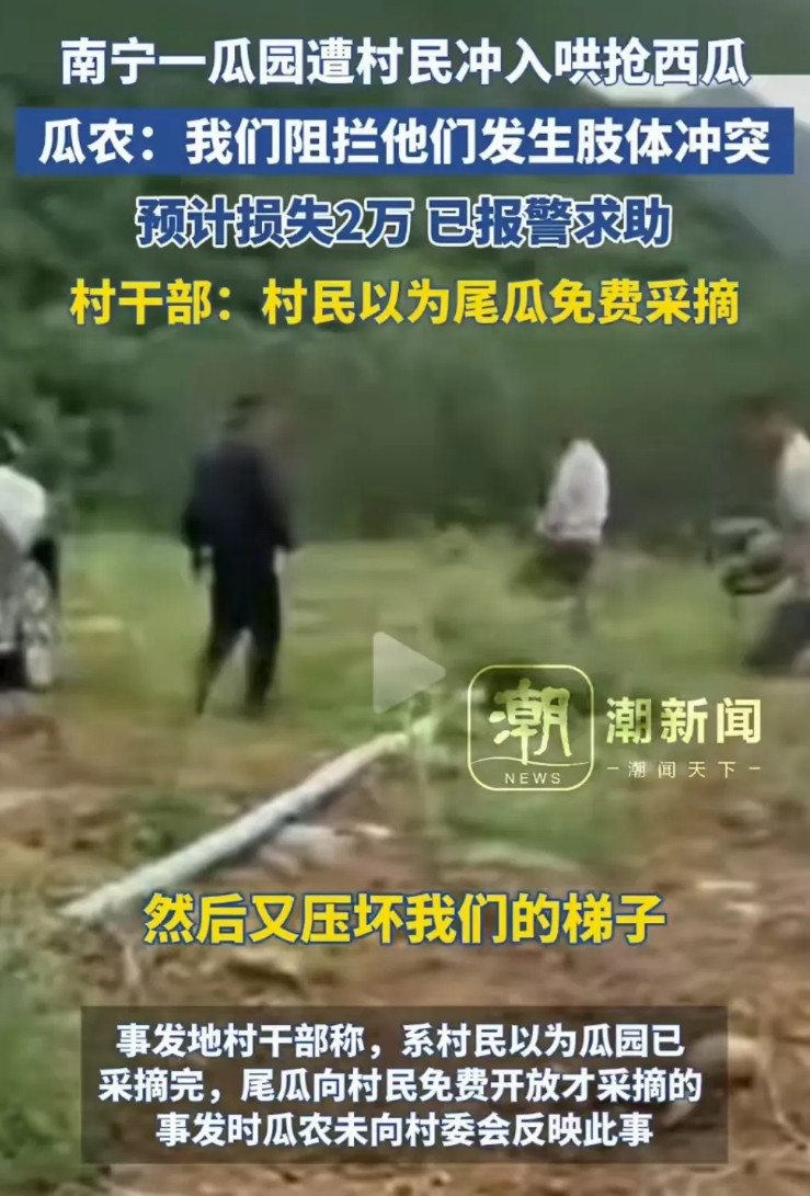 “广西南宁这次太丢人了！”南宁，一瓜园遭村民冲入哄抢西瓜，水管被压断，梯子被压断