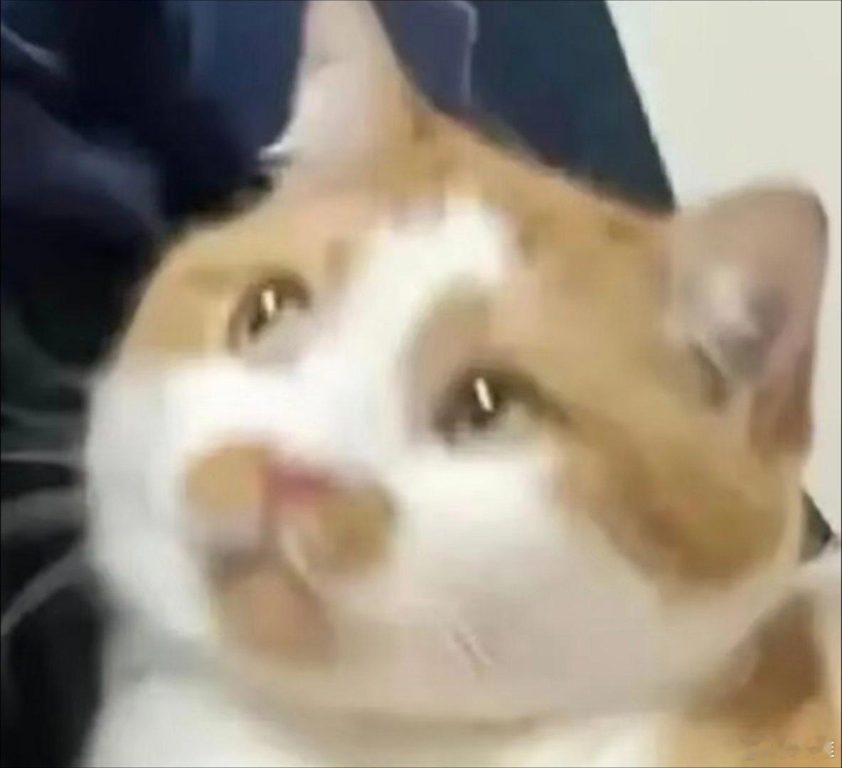 小猫表情包。​​​