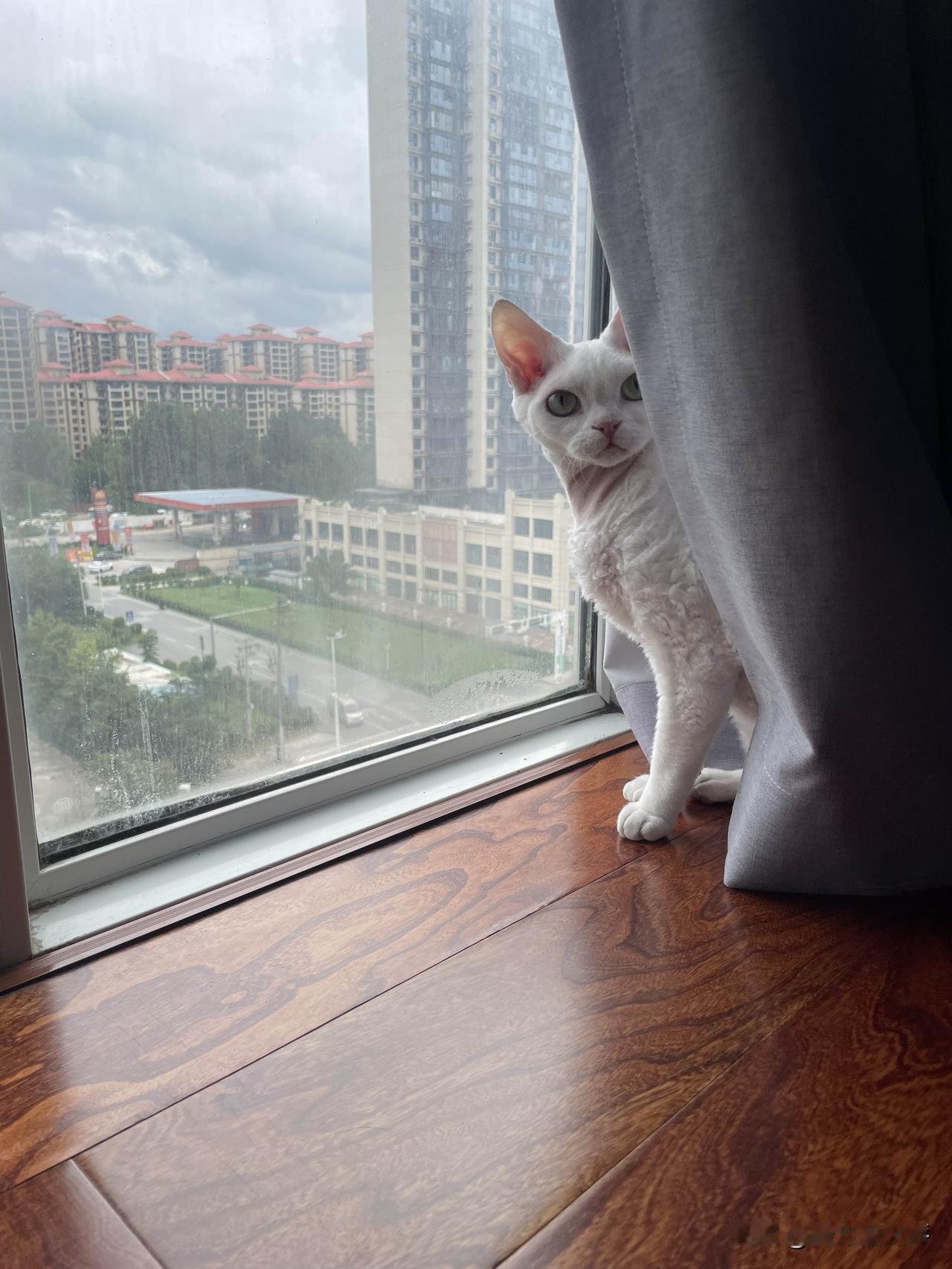 猫咪一天24小时,都在忙些啥?我家的小猫咪，吃完、睡醒、上过厕所，还会酷跑、躲