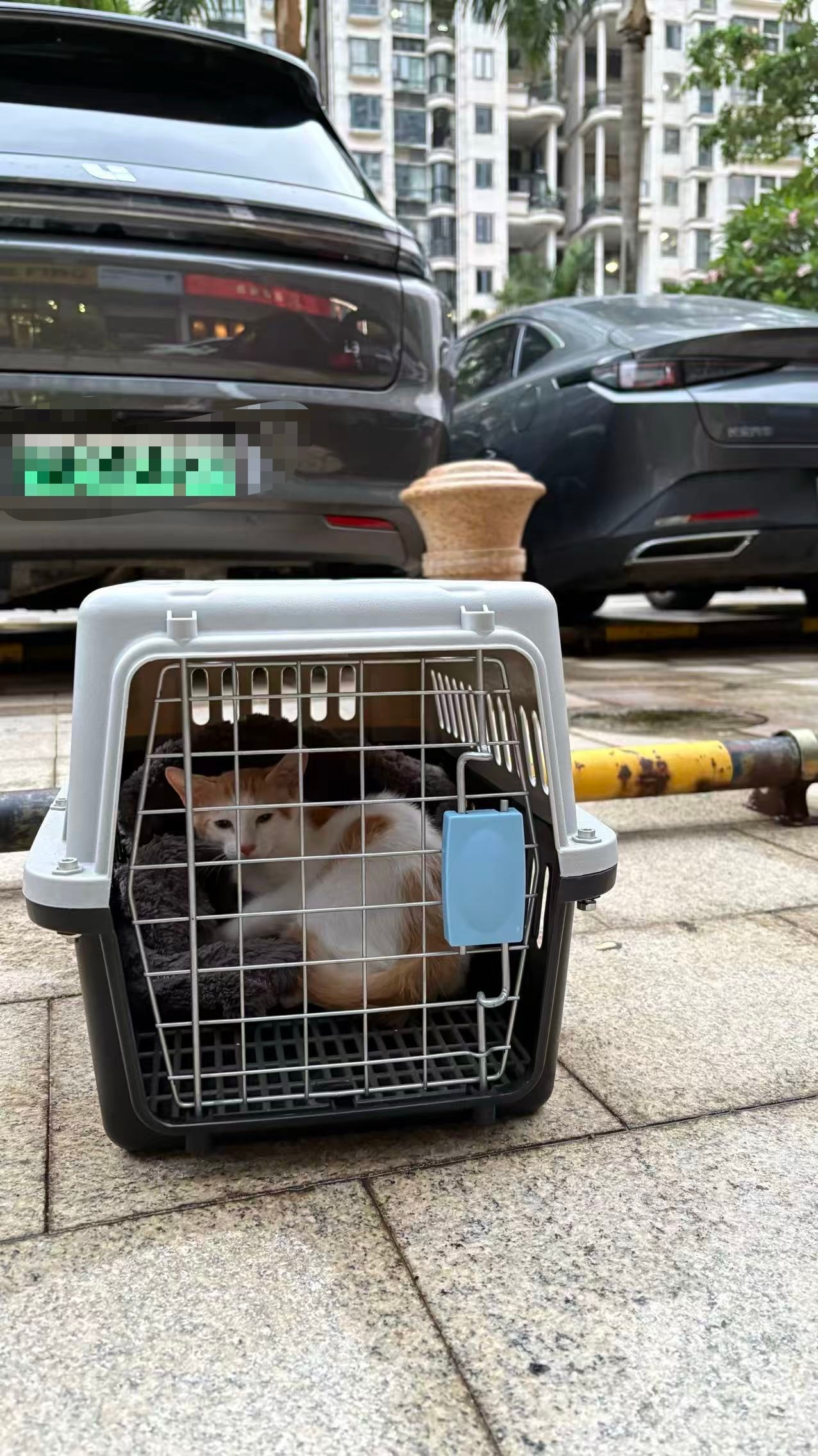 捡了，哎，雨快来了，懊恼😣，又难受。。猫咪