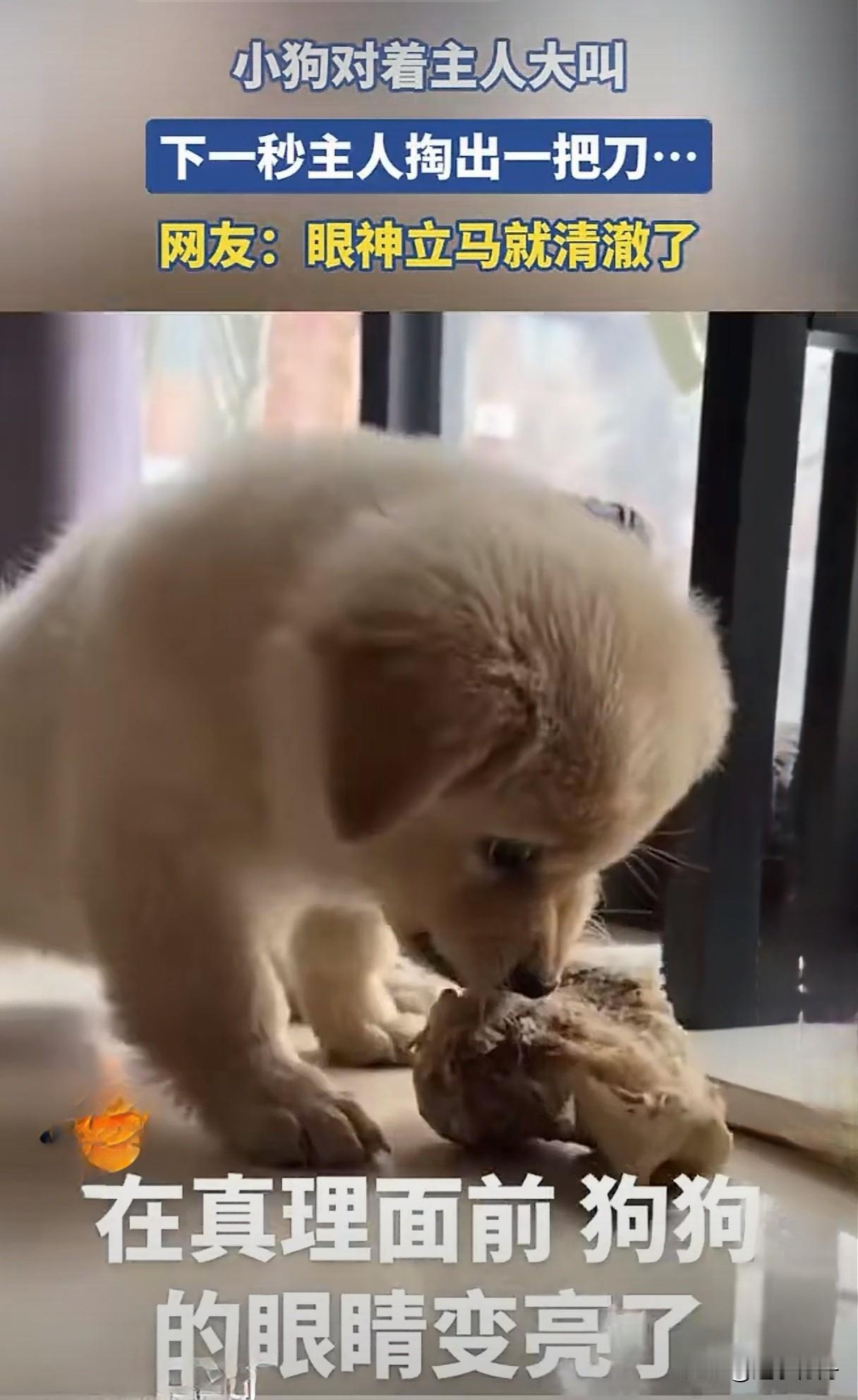 朋友家这条小狗太逗了，啃着朋友给的大骨头护食发出呜呜的威胁声。朋友也不惯着，回头