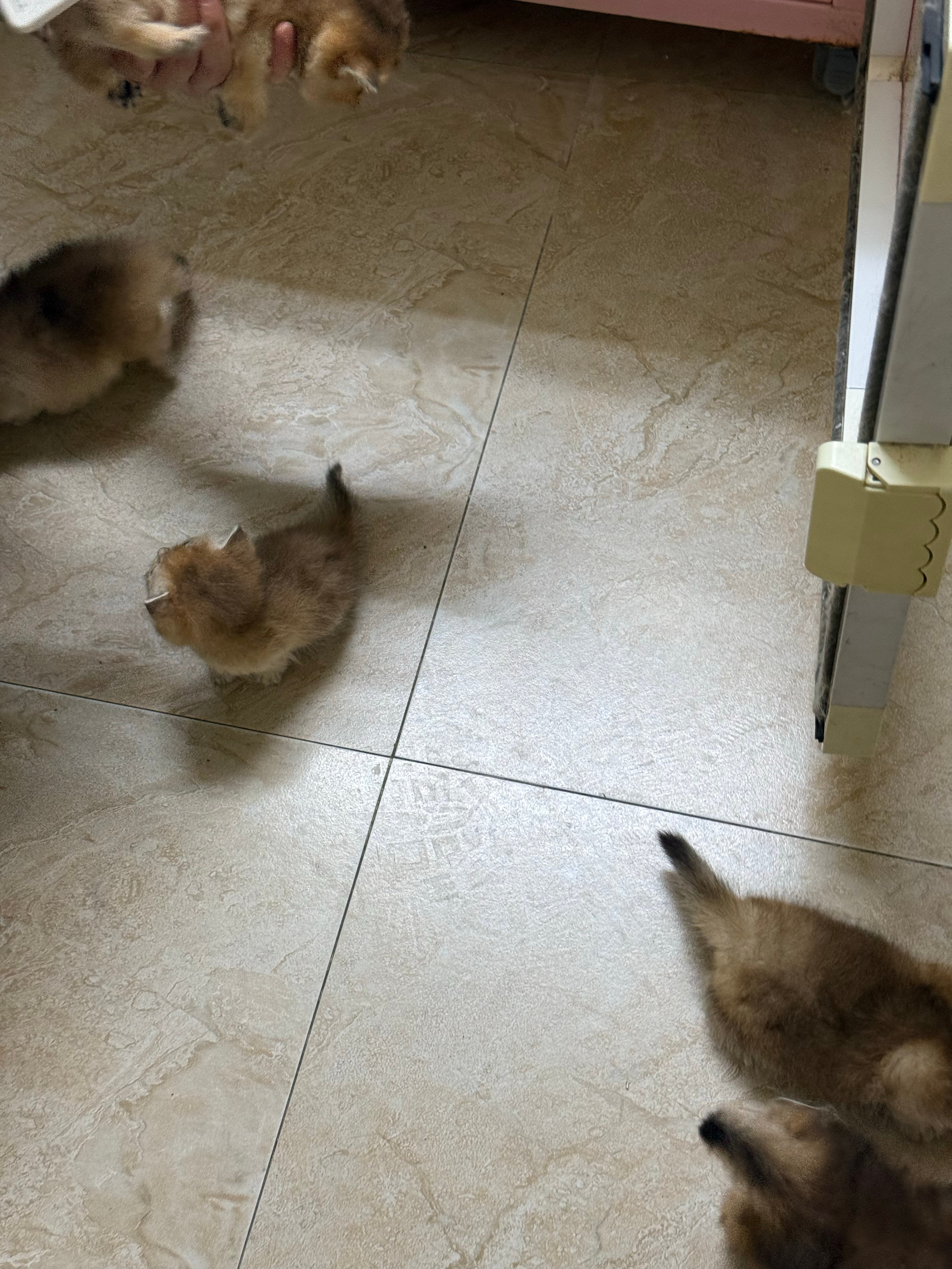 长猫了