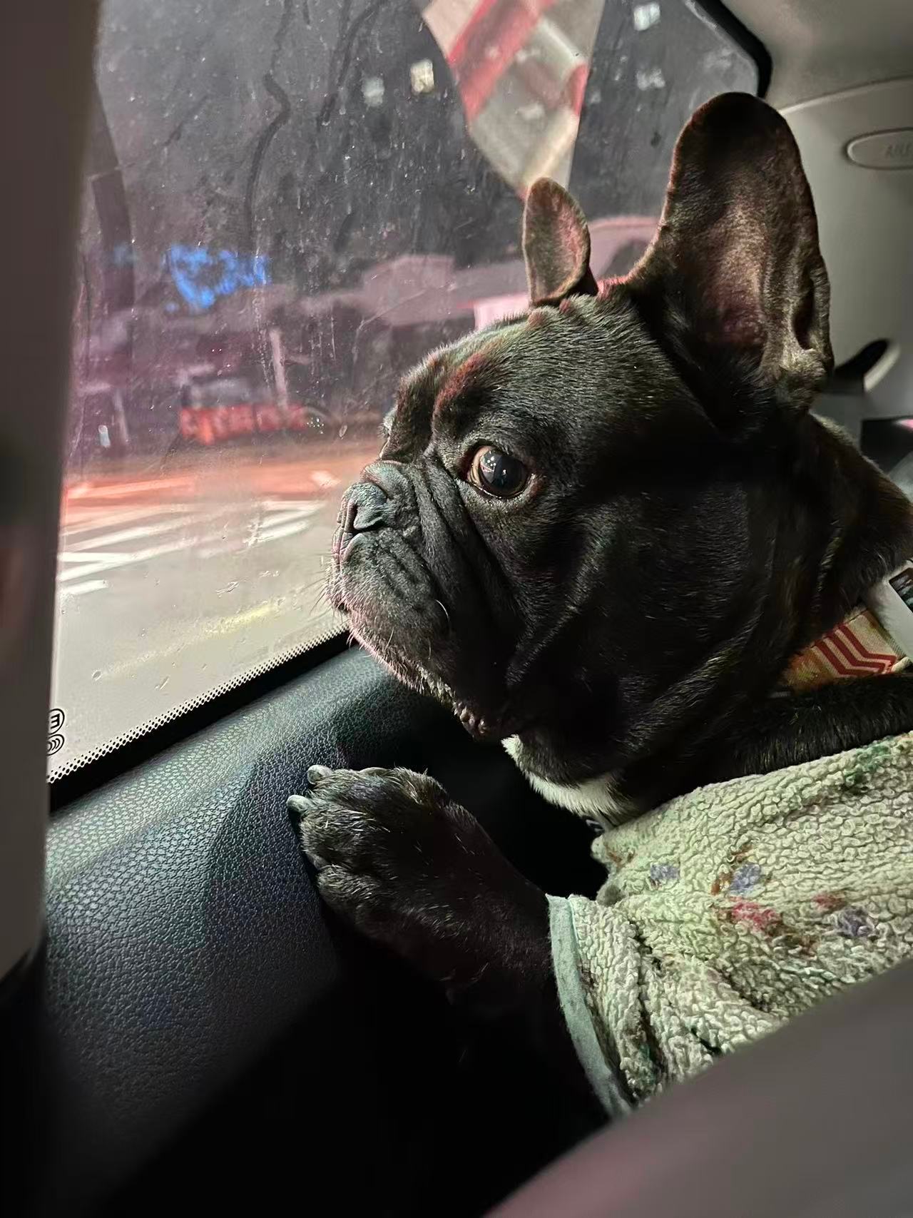 狗狗狗，出发咯