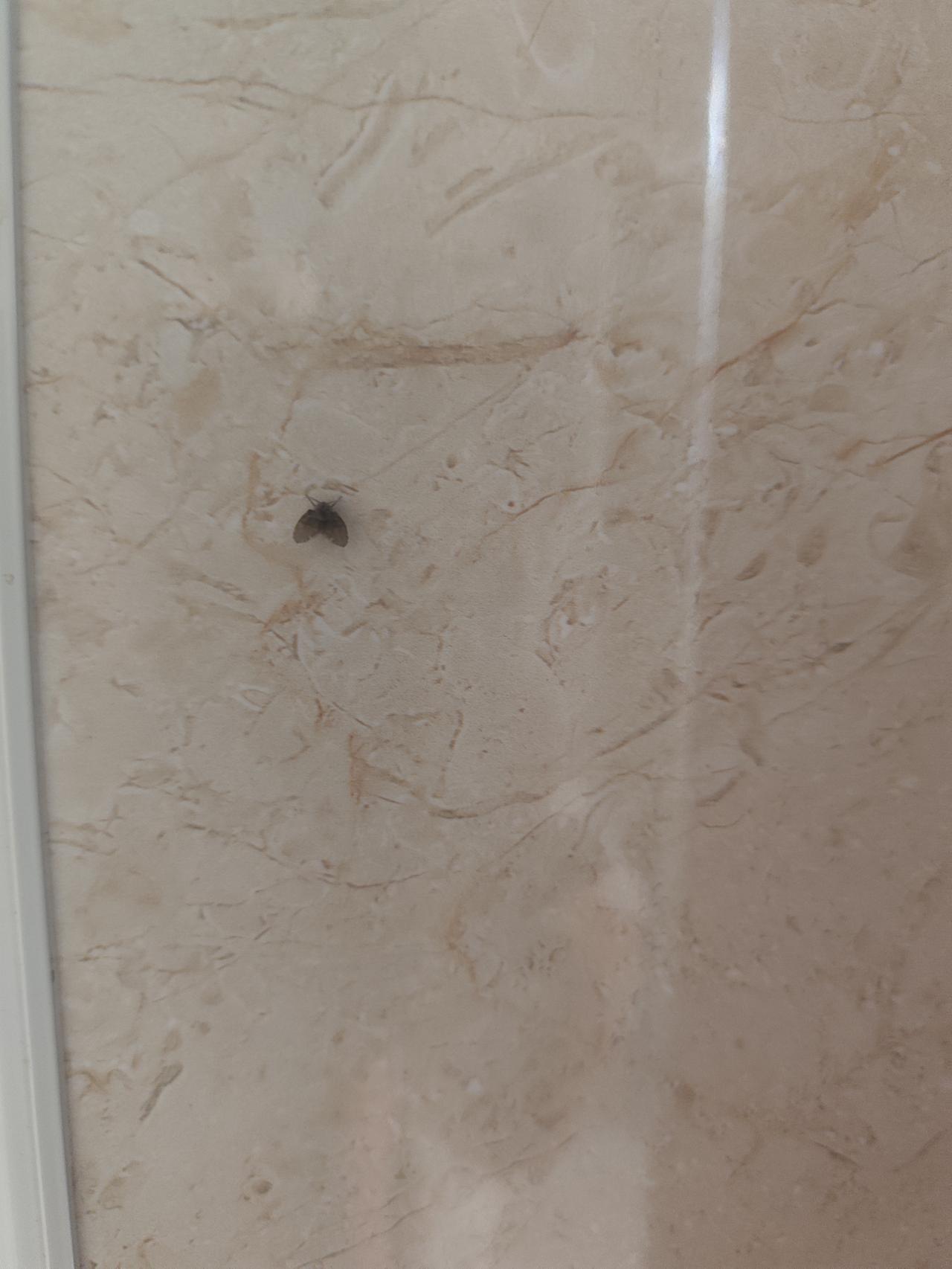 看到墙壁上停了一只小黑虫，卫生间里经常有这种小黑飞虫，天天趴在墙上。我每次看