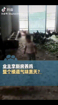 “房多任性！”四川内江，一业主拿整套新房养鸡，这可苦了其他业主，整个楼道，气味熏