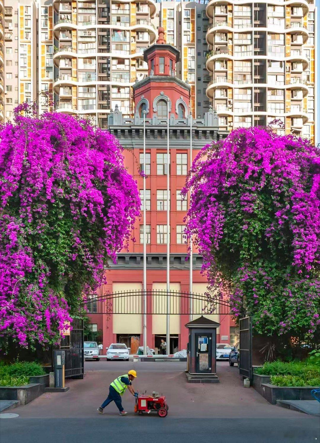 成都一栋楼开成三角梅瀑布 一栋楼，一面花瀑，一处城市限定风景。三角梅热烈盛放，让