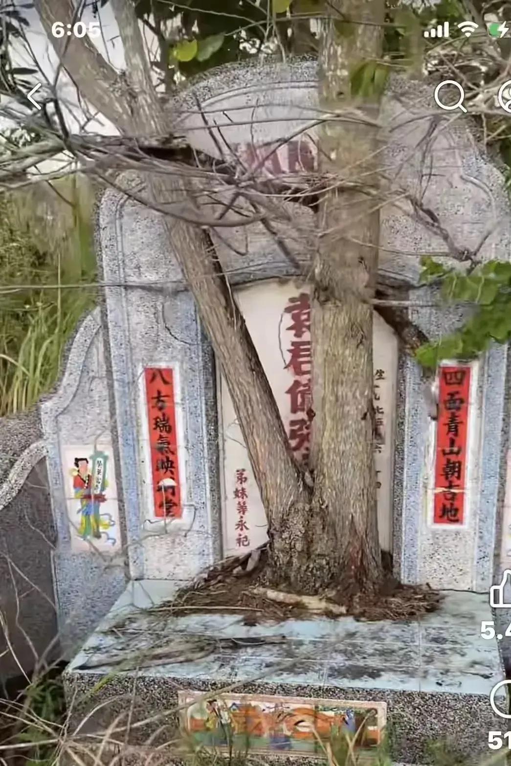 看到前面的大树，这墓至少有50年没人去祭扫了吧。