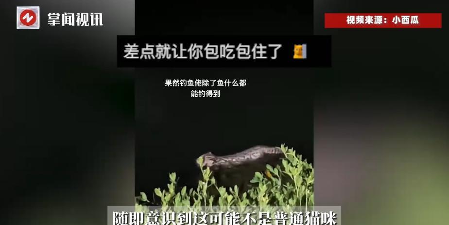 “细思极恐！”近日，陕西，一女子去河边夜钓，结果，却在河里看到一只猫咪，她赶紧用