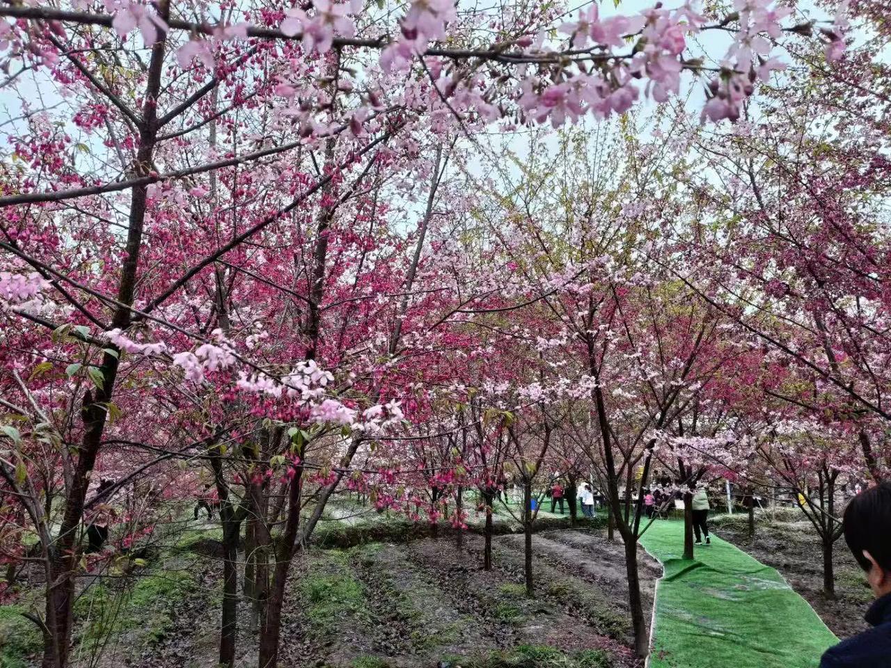 贵州小阳春旅游持续火热贵阳是春节看花全国最好的地方，没有之一