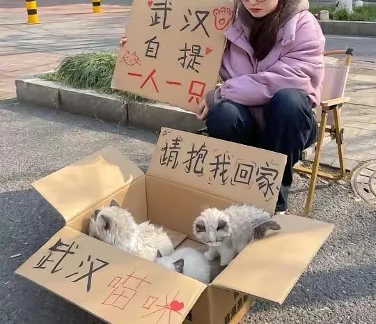 小姑娘要把猫送人了，看来也是出于某种原因无奈，她眼含着泪水，把这些小猫打扮的漂漂