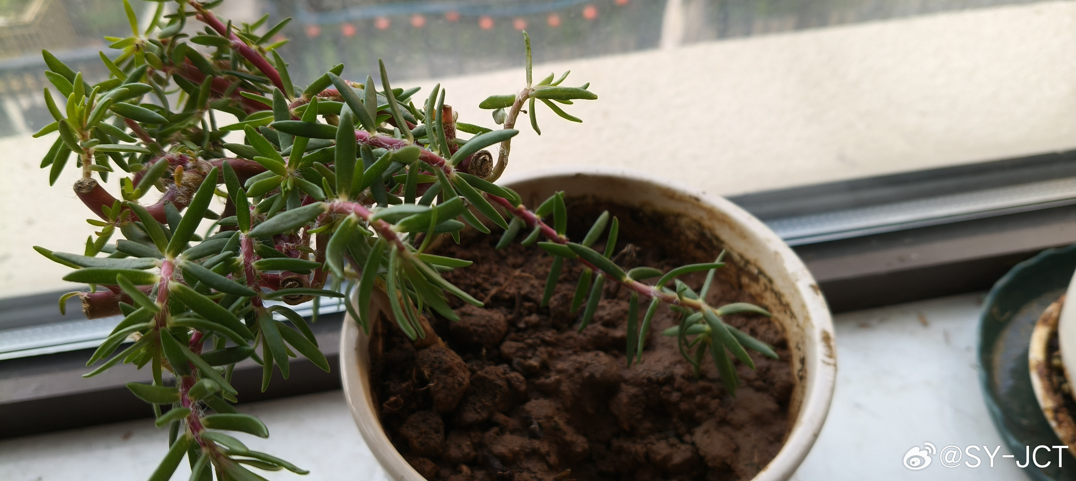 刚刚栽植的太阳花🌸老桩，静待花开