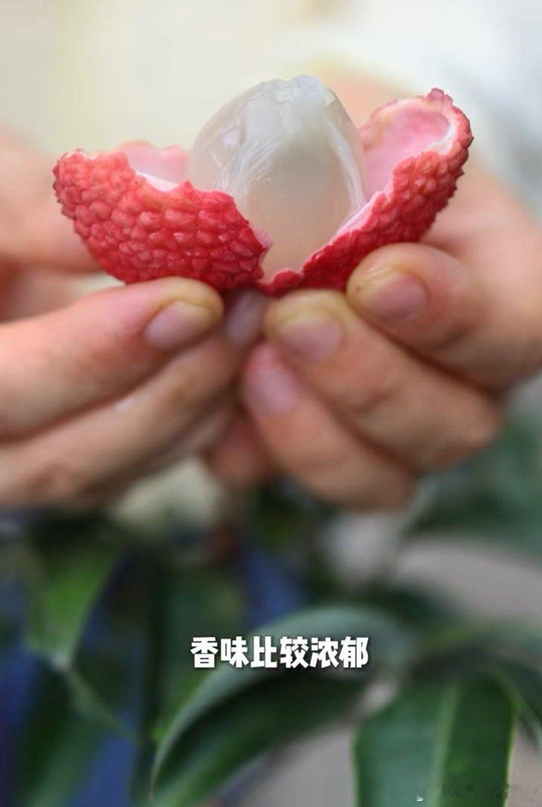 荔枝和龙眼有宝宝了“荔枝和龙眼有宝宝了”指的是全球首棵以荔枝为母本、龙眼为父本的