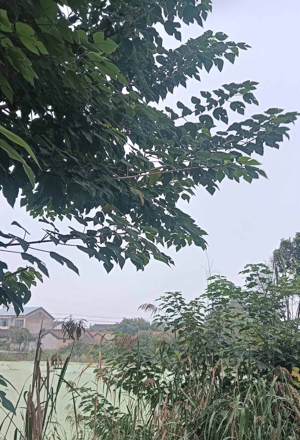 父母在，家就在！今年是和我父母一起过的第33个中秋节。自结婚后，每年的中秋节我