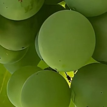 种植💚微公益青提的种植方法：一、选地与整地：选择交通便利、向阳、土壤肥沃、