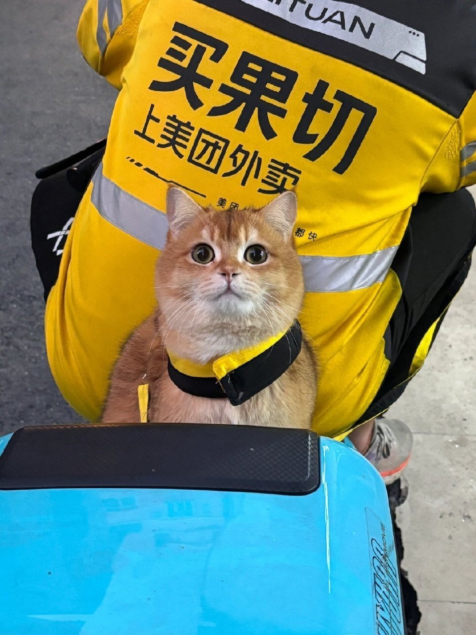 猫猫：没错，你的外卖是我吃滴，怎么了？