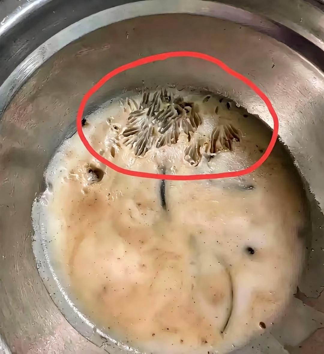 这是什么动物弄的啊