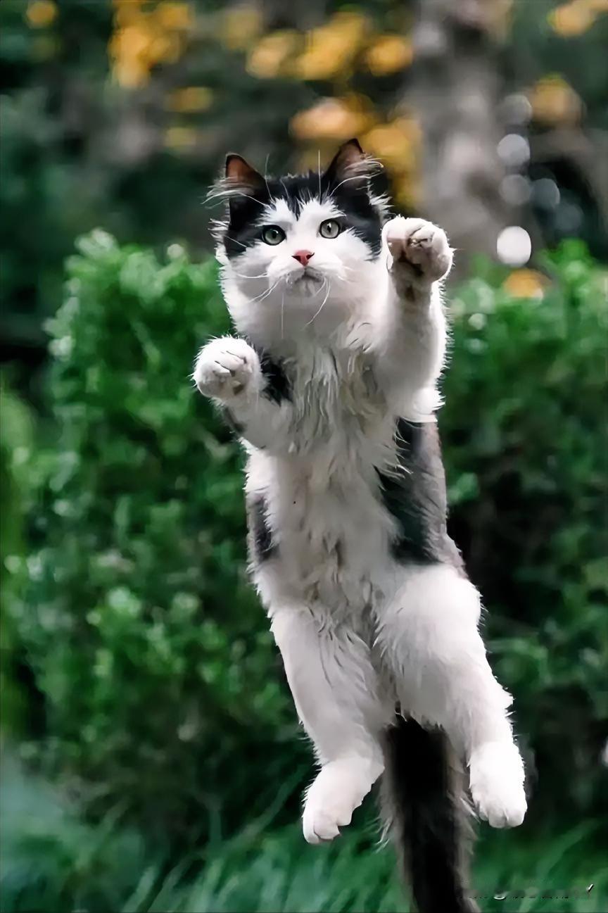 在浙江的一个小区里，一位摄影师与流浪猫的相遇，简直暖到心坎里。他在小区绿化地