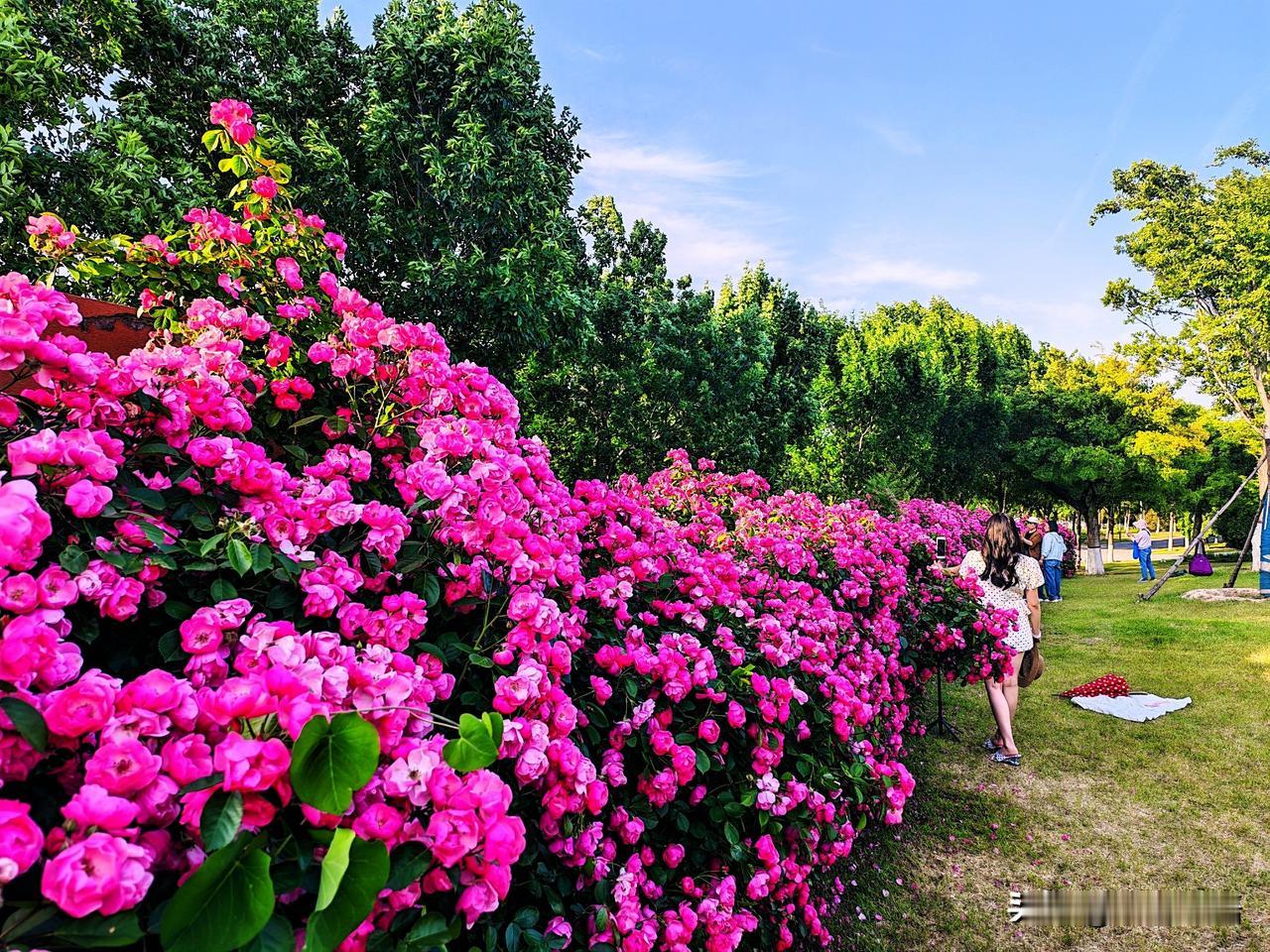 粉嫩的花海，浪漫漫步，享受美好时光！🌸🌸🌸