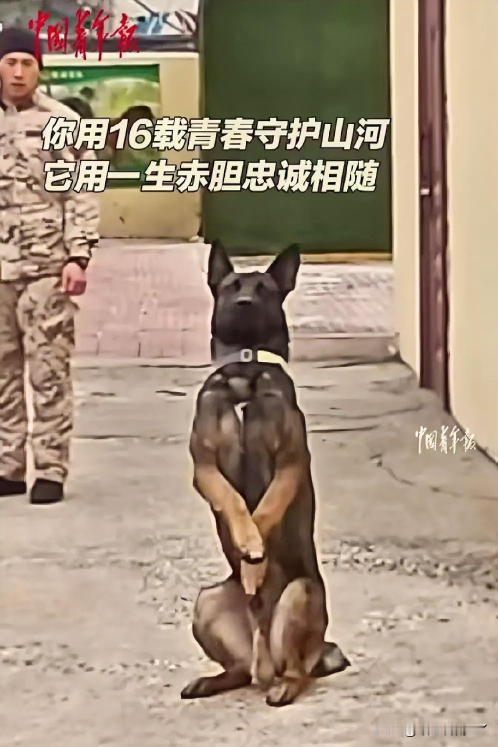 泪目！退伍老兵与军犬的离别：十六载青春守山河，一生忠诚。据公开报道，11月3