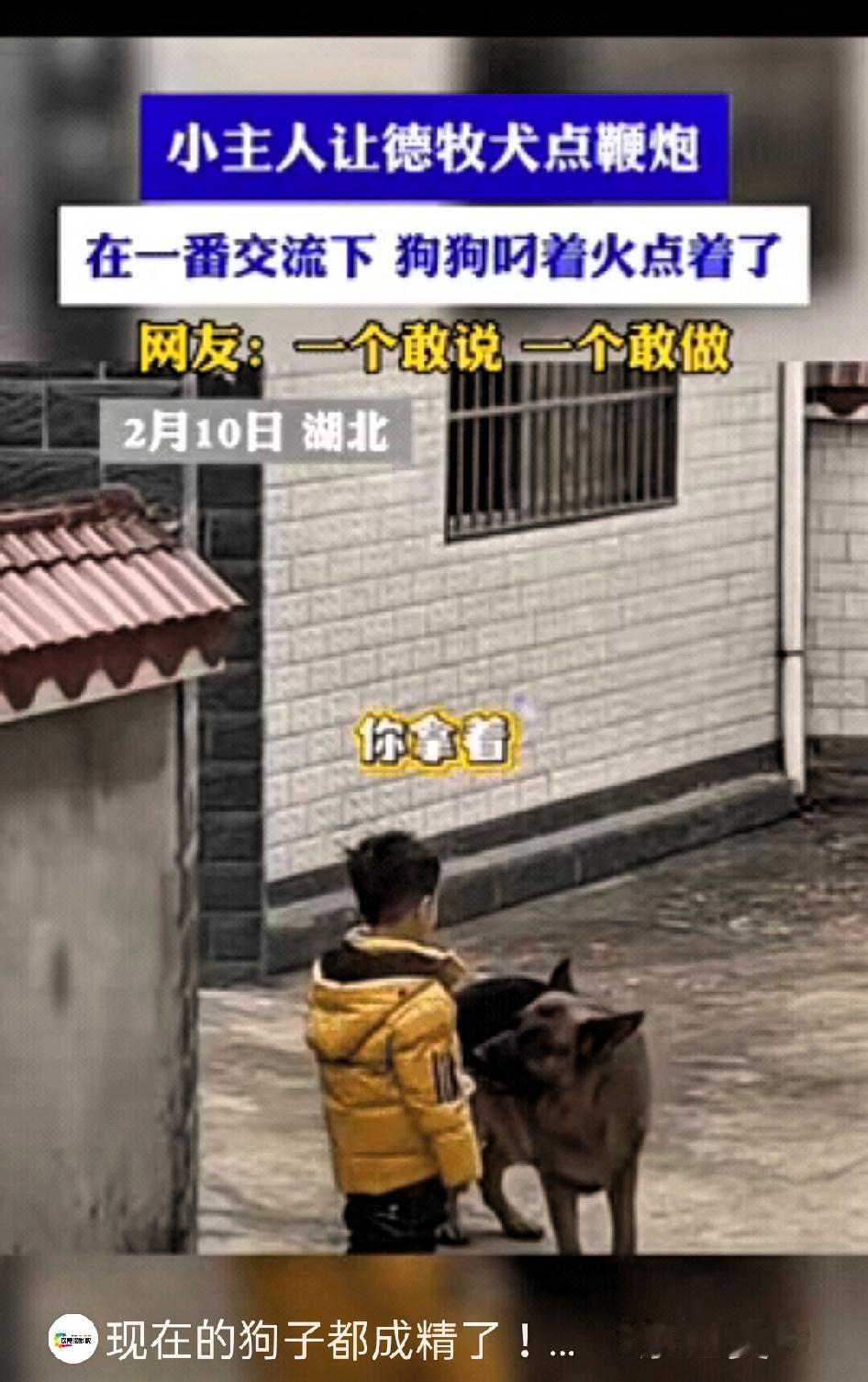 “万万没想到！”湖北，一小男孩和自己狗子在门前点鞭炮迎接爸爸回家，可在点鞭炮时，