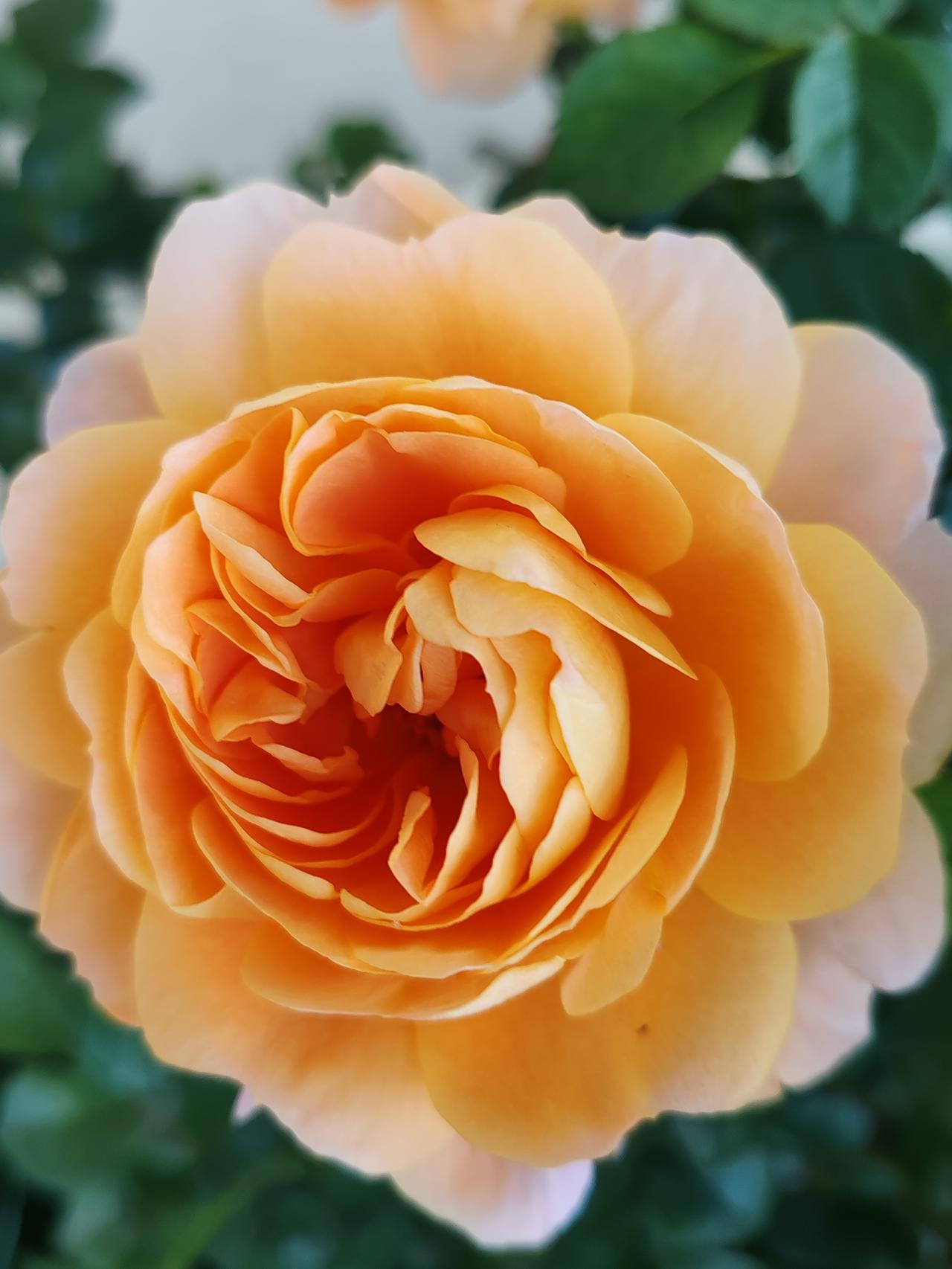 每日花草随手拍随手拍于2024冬季。