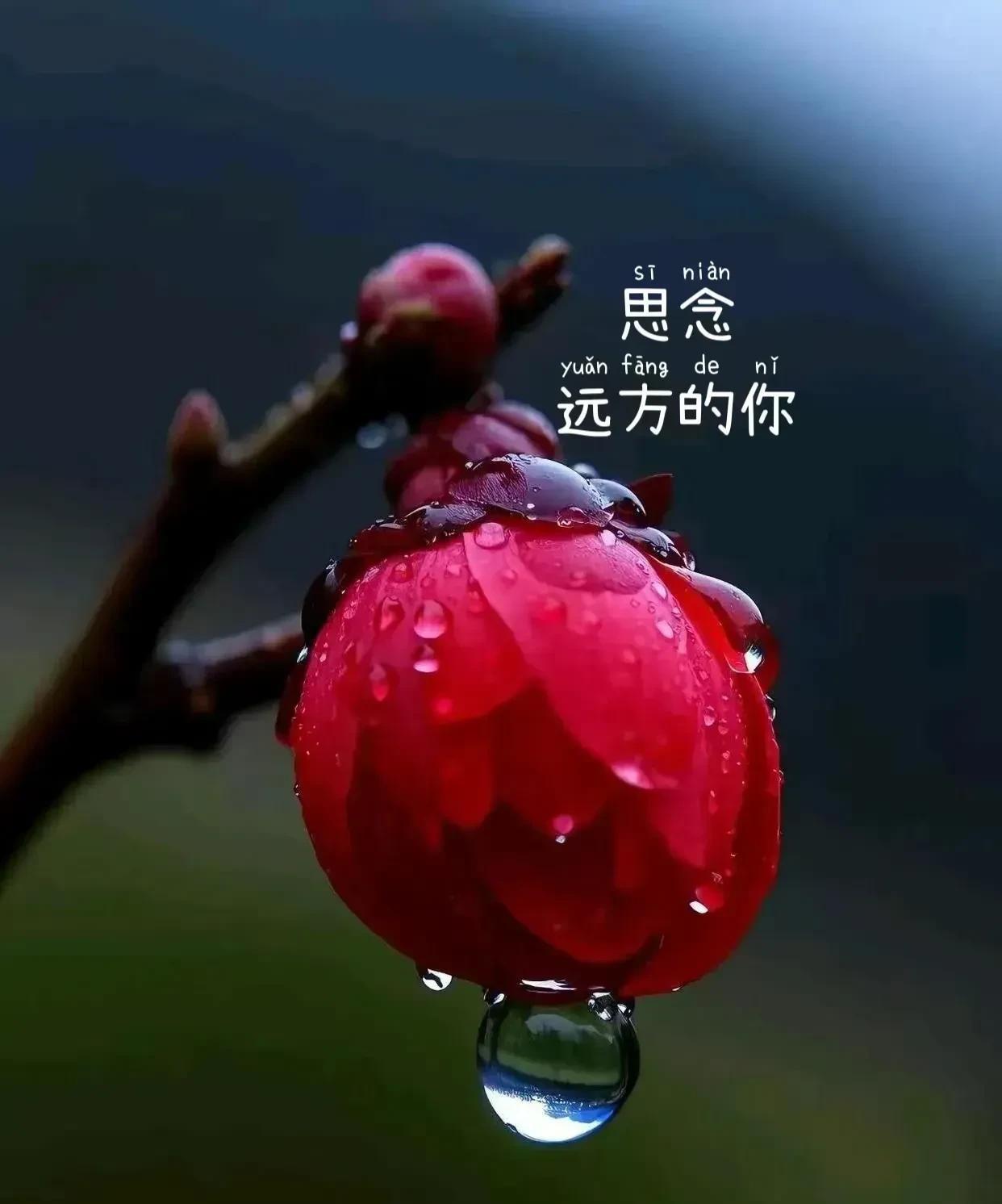 亲爱的今天我想跟你说几句心里话虽然我们隔着屏幕离的很远可我心里一直惦记