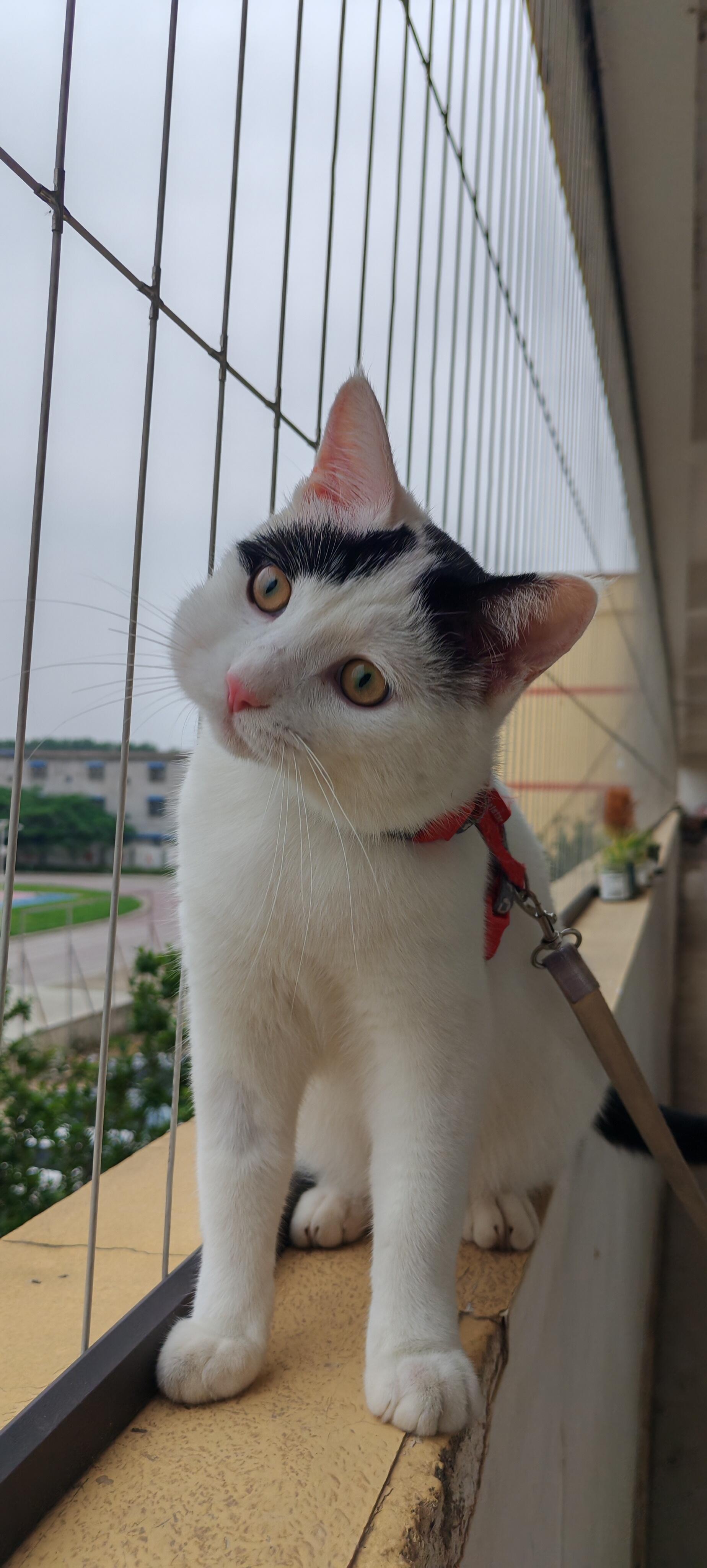 被蜜蜂蛰了的猫猫