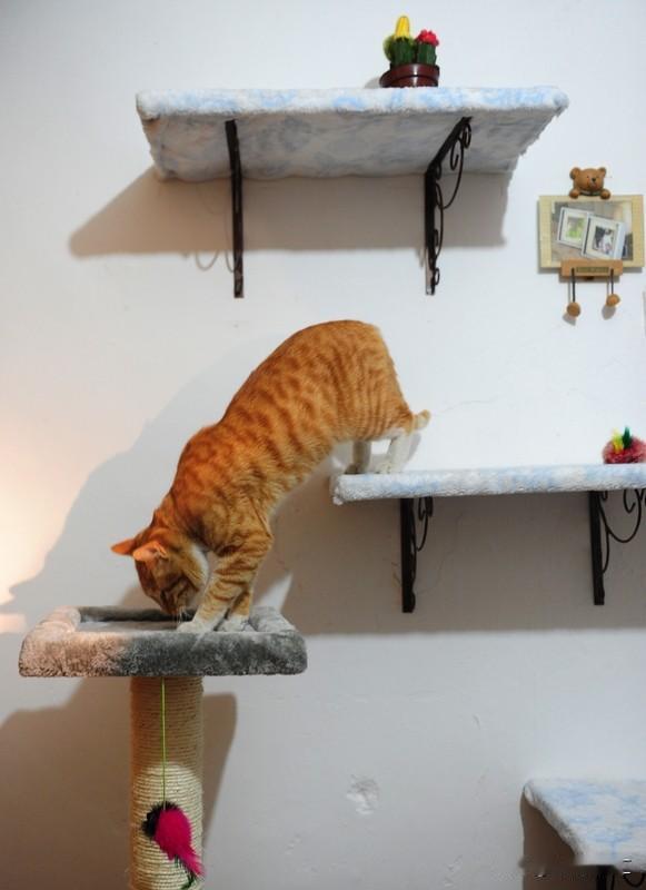 猫绝育后通常会变得更温顺。我家猫绝育前，一到发情期就上蹿下跳，脾气也暴躁，还总想