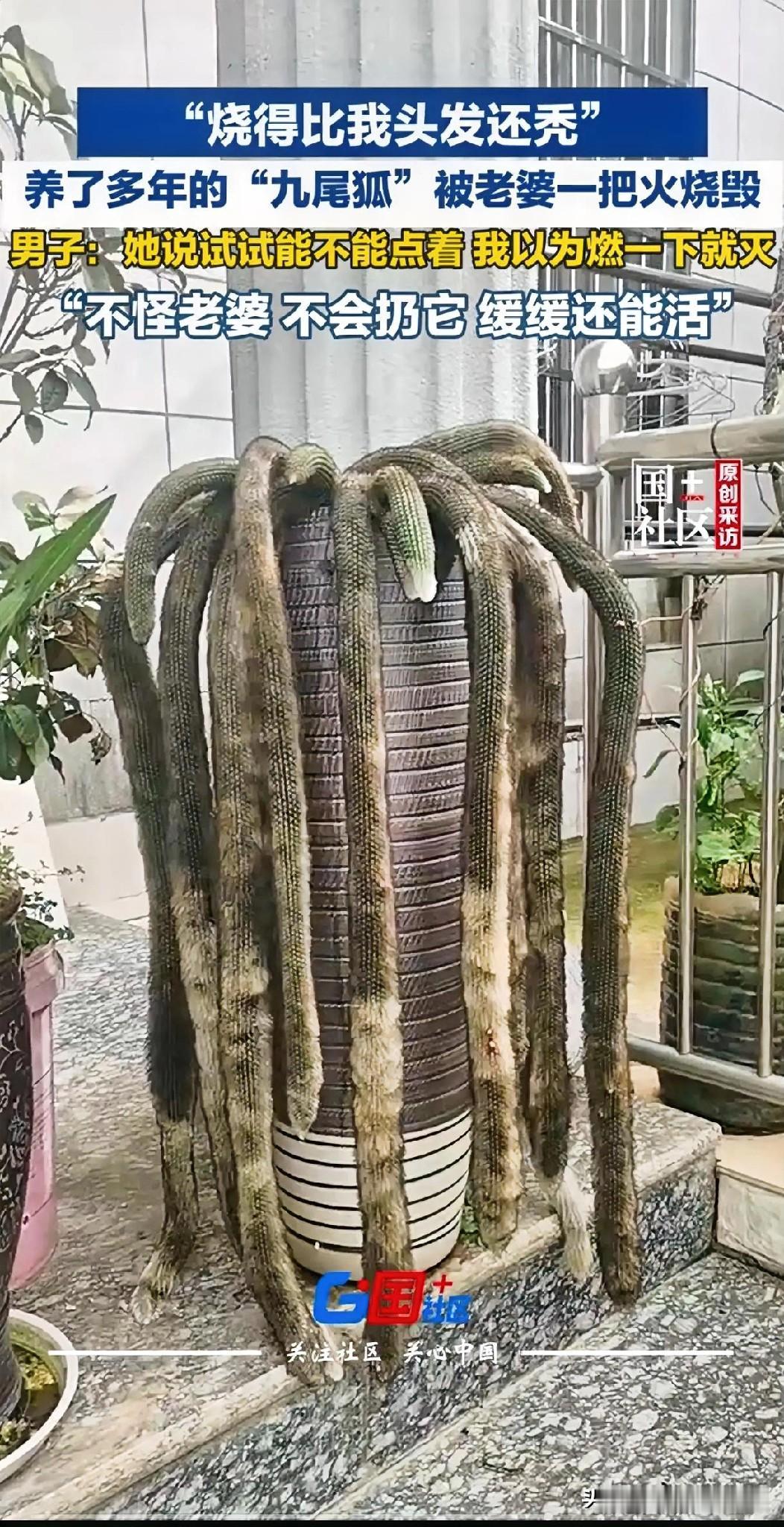 实践是实践了，可是没有出真知，还起了相反的效果。云南昆明一男子精心培养九尾狐