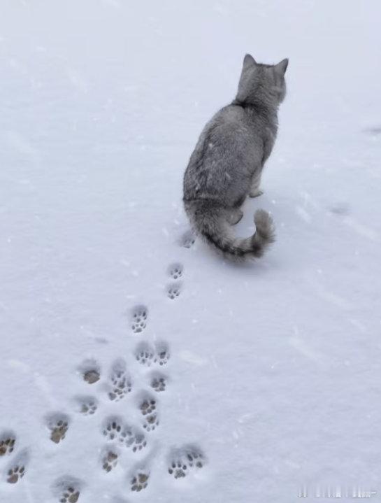 肖战其实是小猫咪的证据有😋🤲🏻