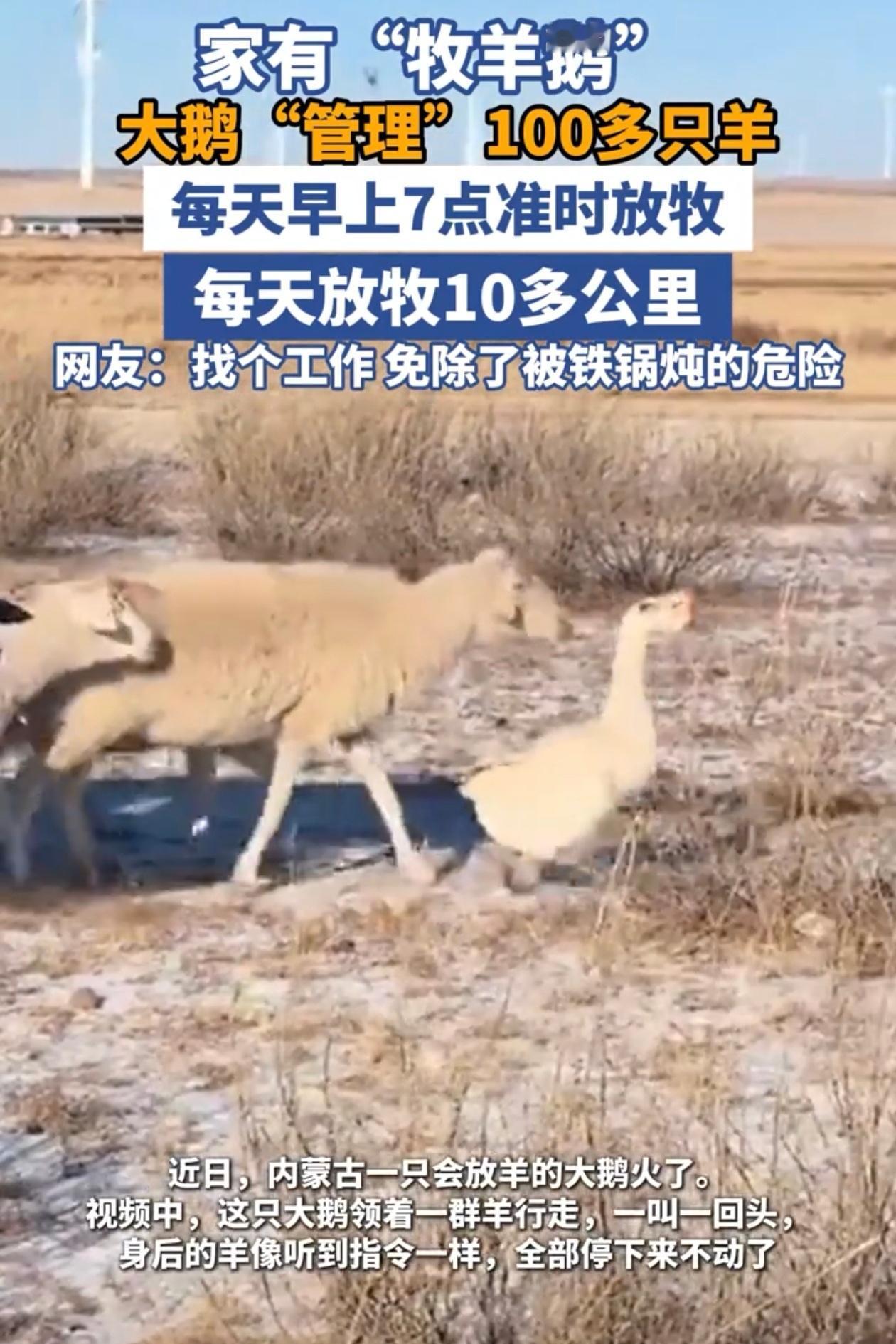 内蒙古一男子老李养了两只大鹅，天天在院子里打架，老李烦了，抓起其中一只直接扔进羊