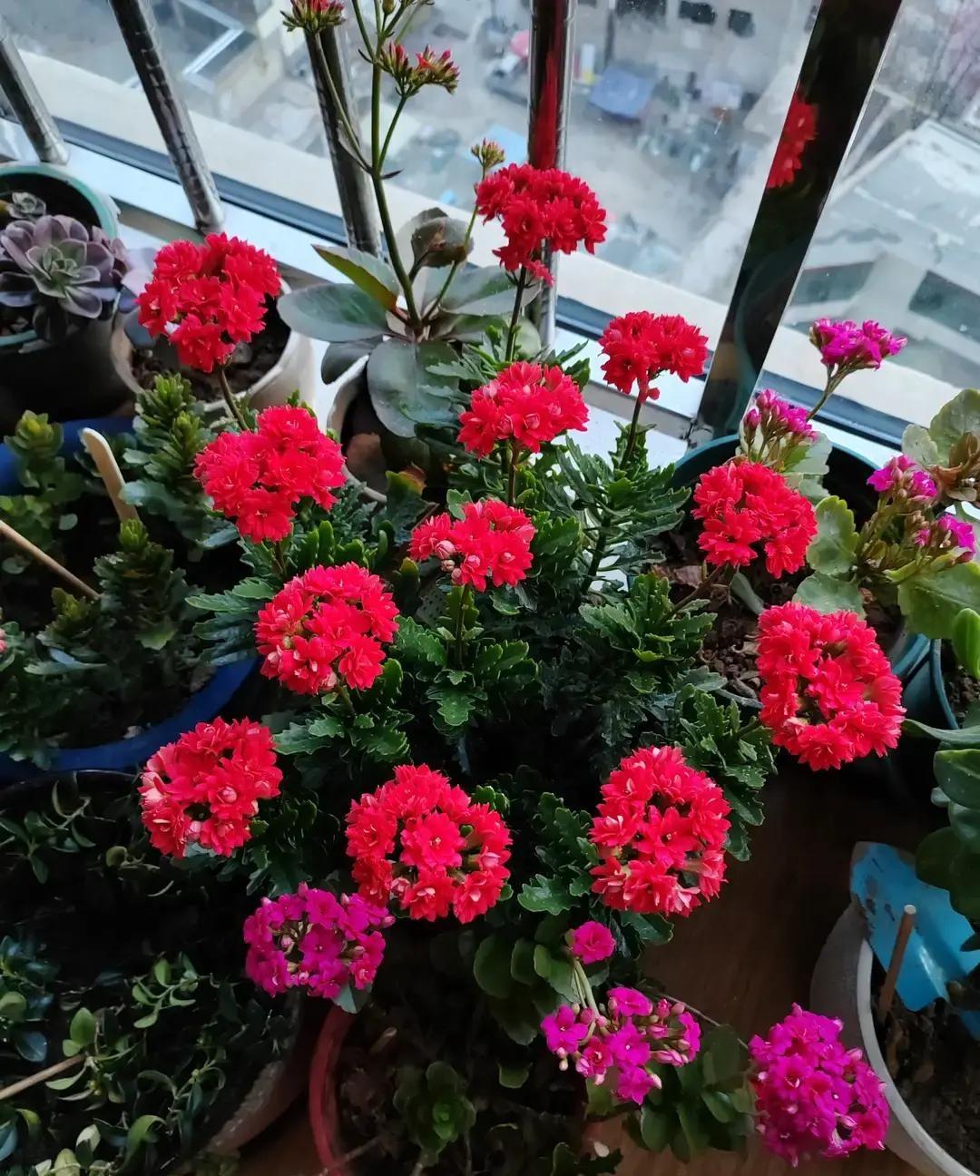 宝珠高考前夜听见自己不是大姐亲生，当场掀水窖盖子想跳，被拉回来。第二天一早她空