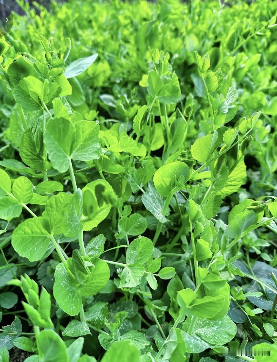 豌豆尖是川渝人冬日里最喜欢的一道菜，它的花语是——老的不要。吃豌豆尖一定要选鲜嫩