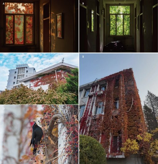 每天一条冷知识说起“地锦”这个名字有些陌生，到提到“爬山虎”大家就再熟悉不过啦
