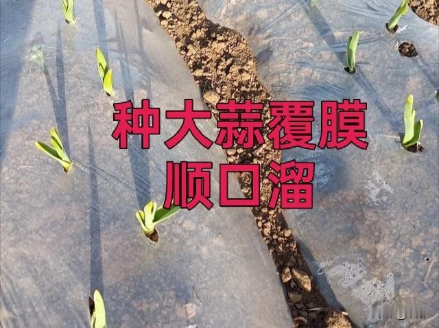 秋播大蒜盖地膜别盲目！地块不同选择不一样很多菜友种秋蒜，一上来就盖地膜，其实千